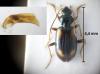 Bembidion bualei
